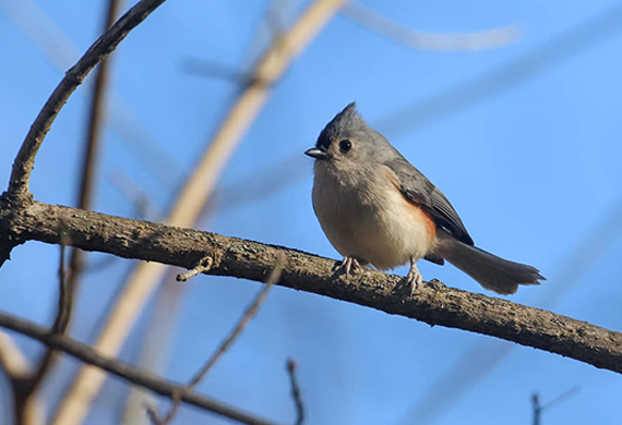 Tufted Titmouse by Martiuna Nordstrand 